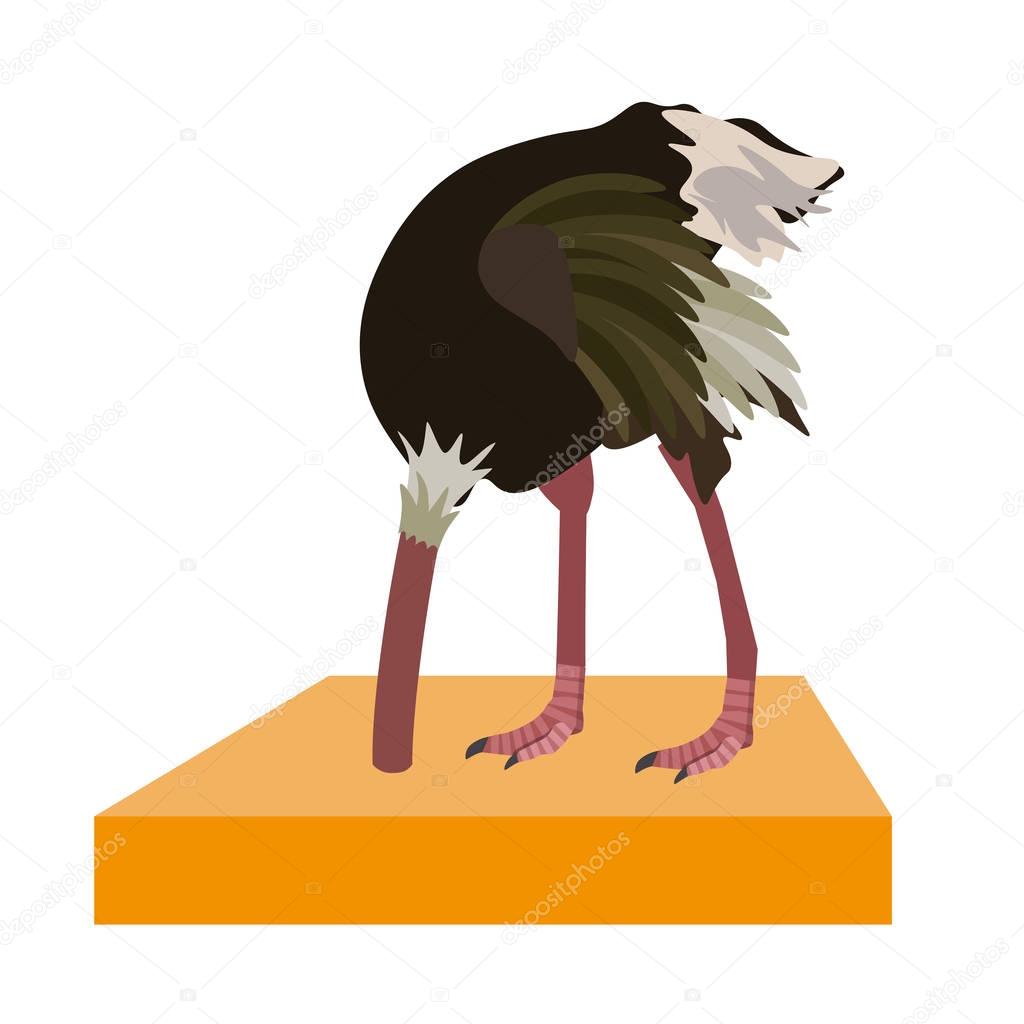 Ostrich hide head in sand