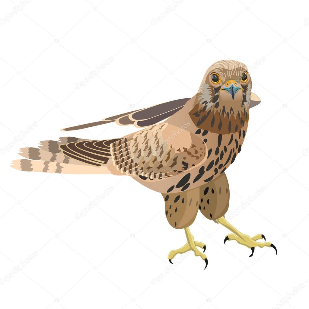 Falcon vector illustration