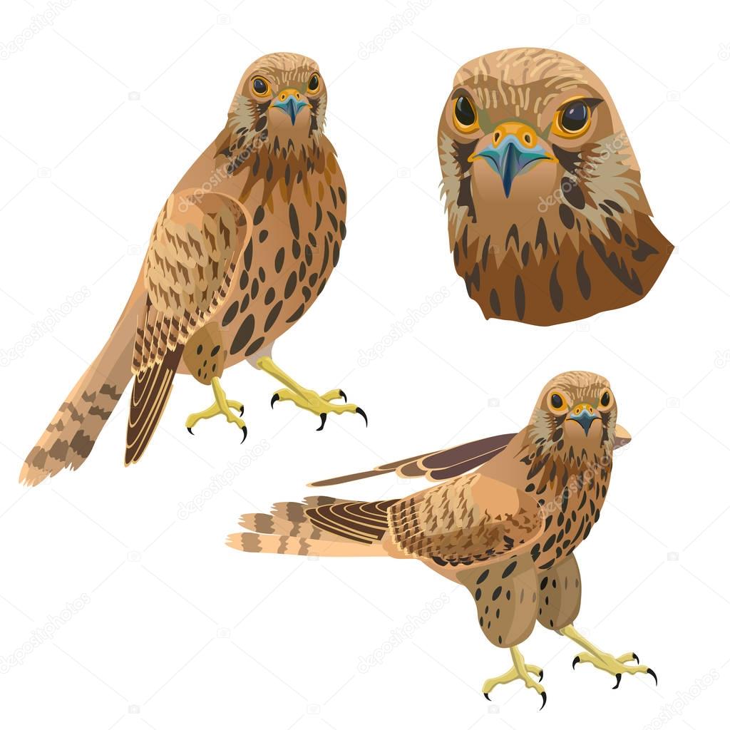 Birds of prey set