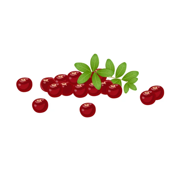 Cranberries isolated on white — Stock Vector