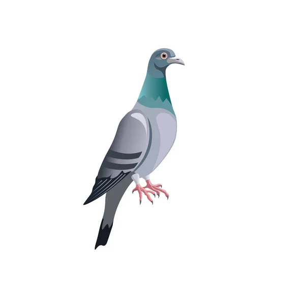 Niebieski pigeon rock — Wektor stockowy