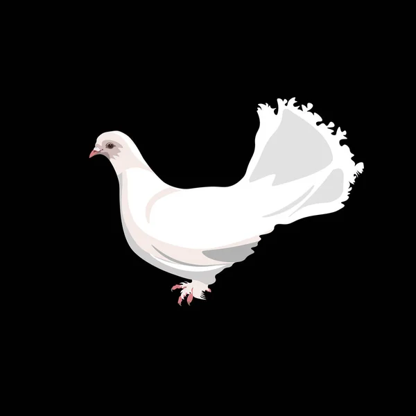 Witte fantail duif — Stockvector