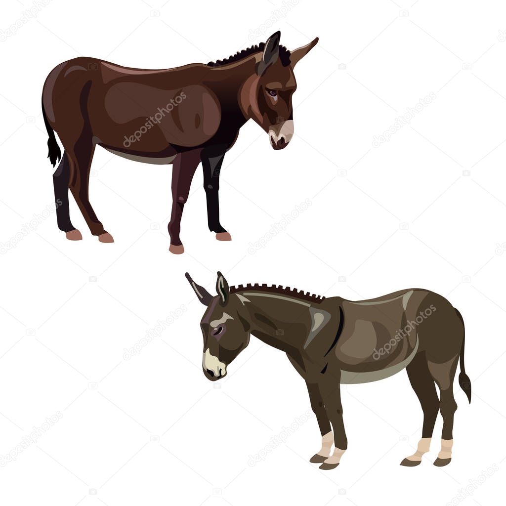 Two donkeys vector