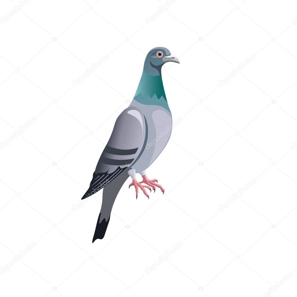 Blue rock pigeon