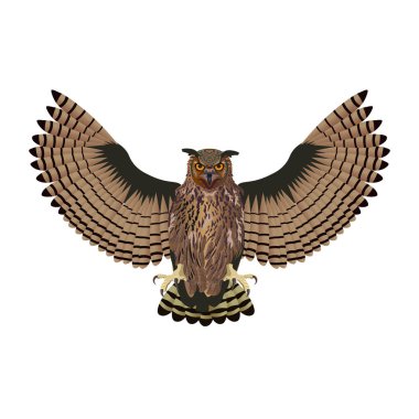 Baykuş açık kanatlı