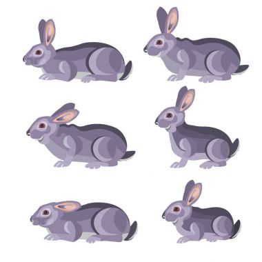 Gri tavşan kümesi.