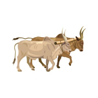 Harnessed boğa zebu