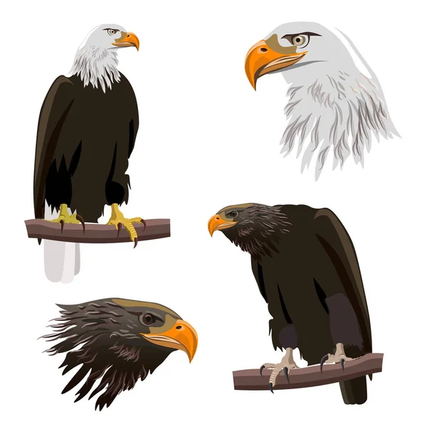 Vector set with eagles. — Stock Vector