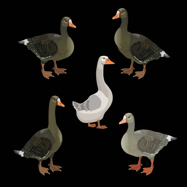 Greylag 鹅系列 — 图库矢量图片