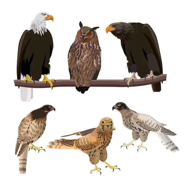 Birds of prey instellen — Stockvector
