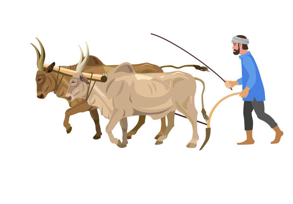 Farmer with a couple of zebu
