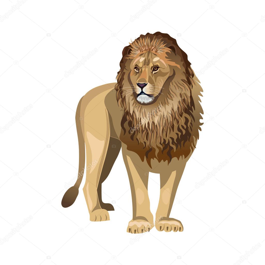 African lion vector