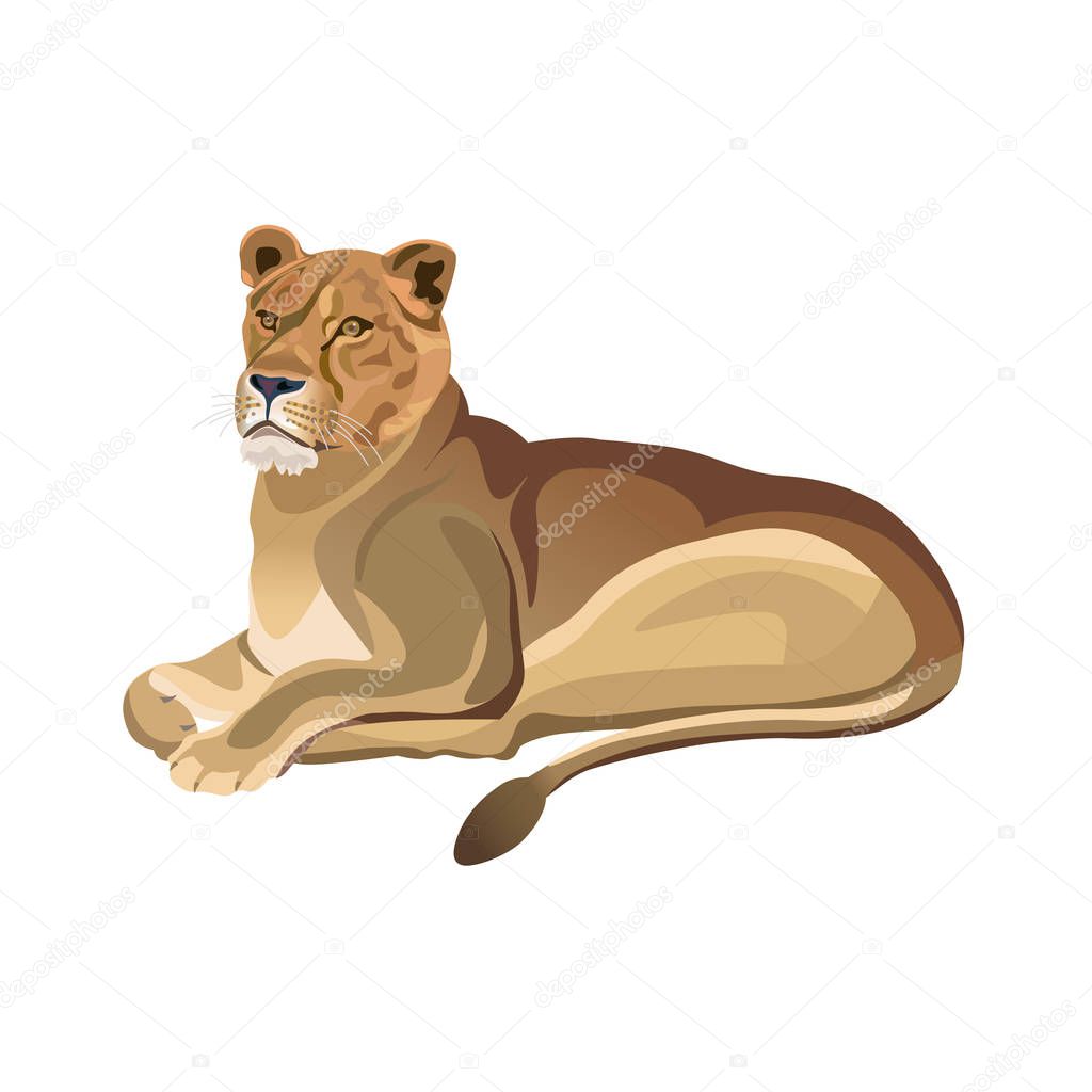 Lioness lying vector