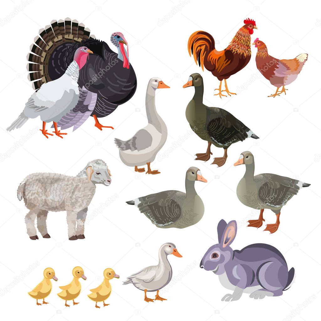 Set of vector farm animals