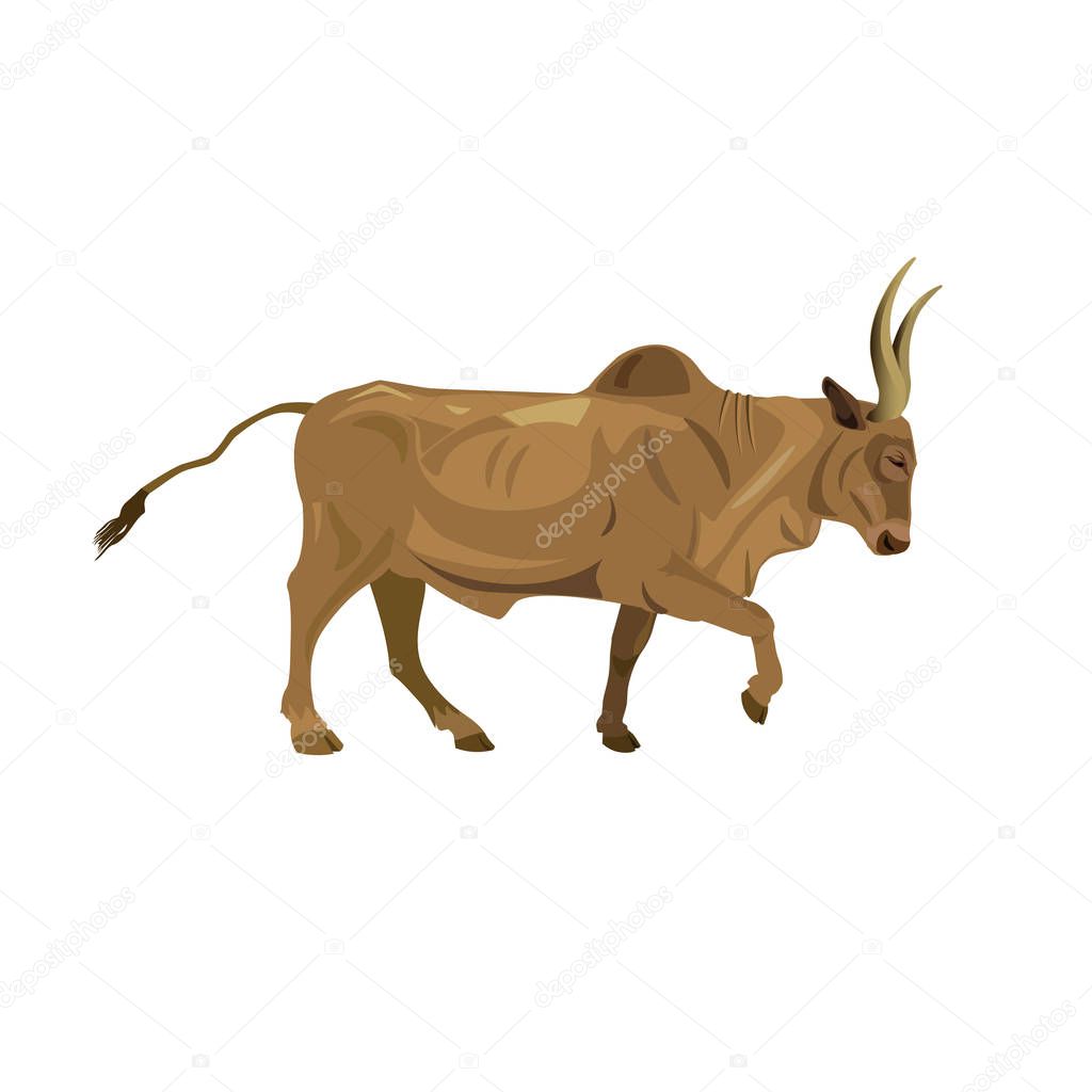 Zebu bull walking
