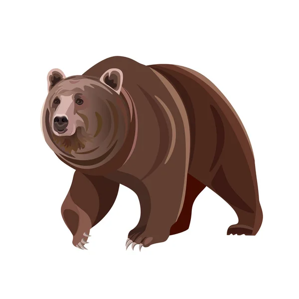 Brown bear vector — ストックベクタ