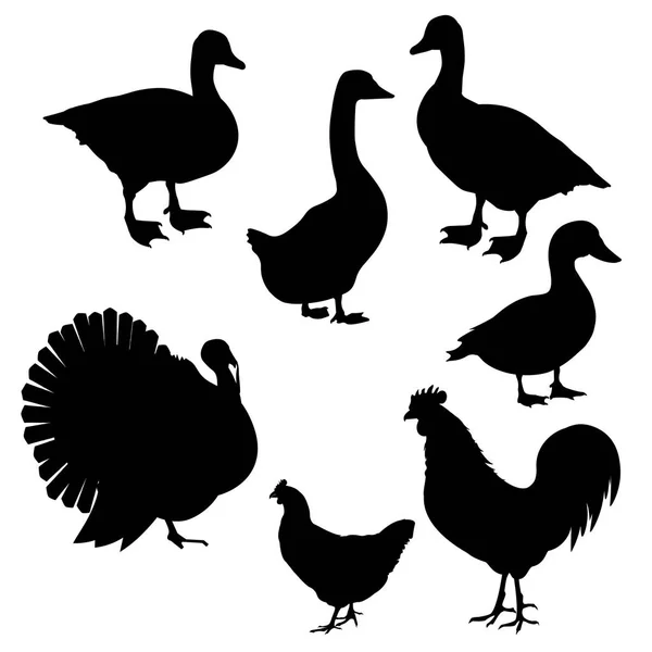 Ensemble d'oiseaux de ferme — Image vectorielle