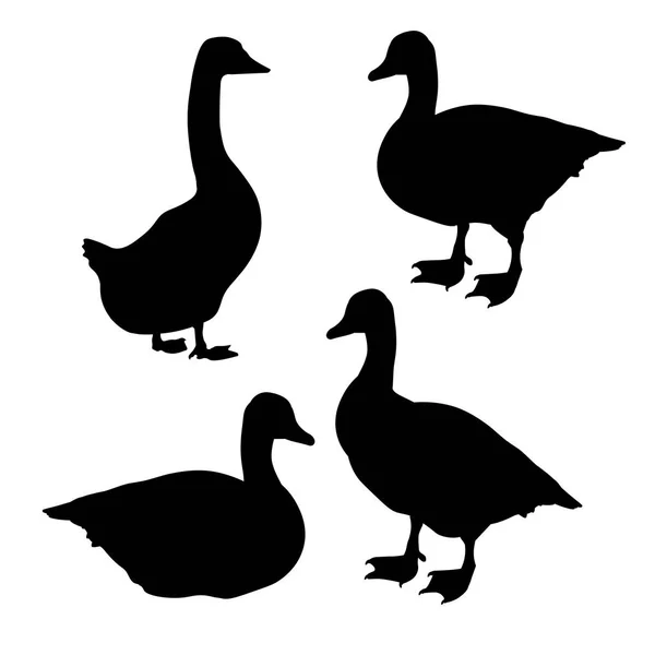 Colección de gansos Greylag — Vector de stock