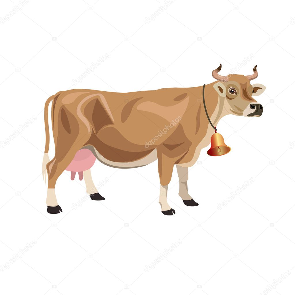 Jersey cow isolated