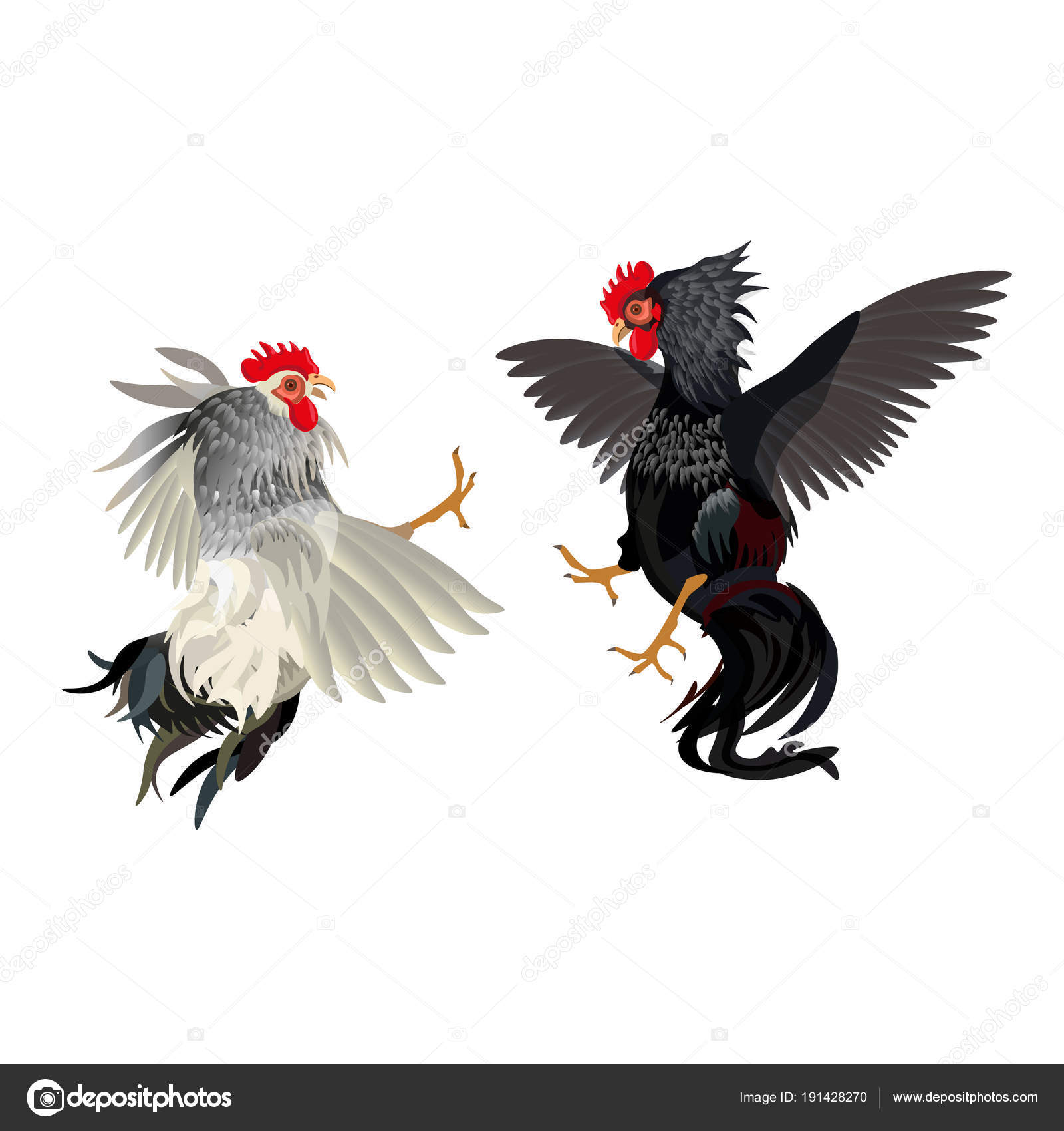 Cockfight Vector Art Stock Images Depositphotos Cockfight Vector Art Stock Images Depositphotos