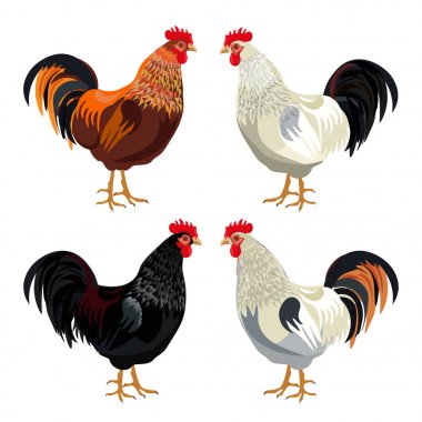 Horoz vektör ayarla