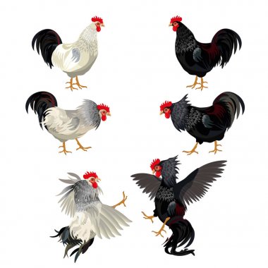 Rooster set vector clipart