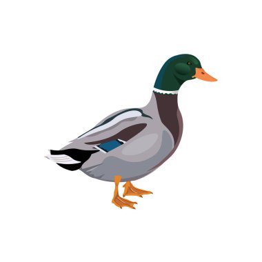 Male mallard duck