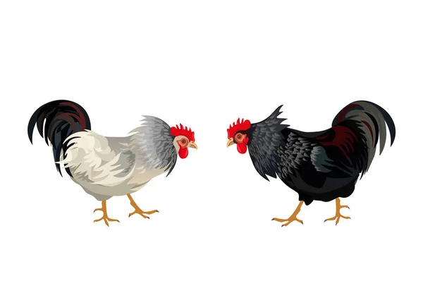 Due galli sul punto di combattere — Vettoriale Stock