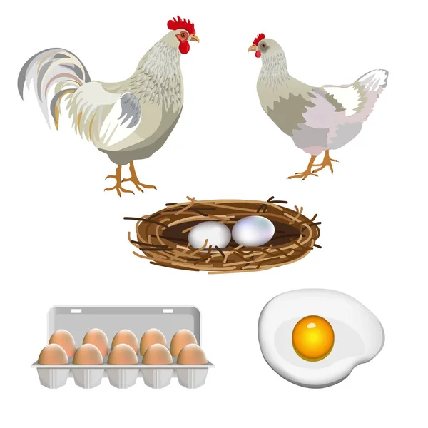 Rooster and hen with eggs — Stock Vector