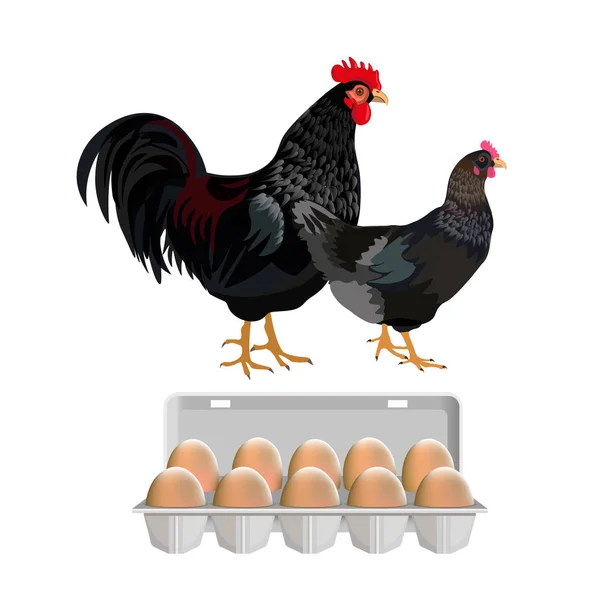 Tupp och höna med ägg — Stock vektor