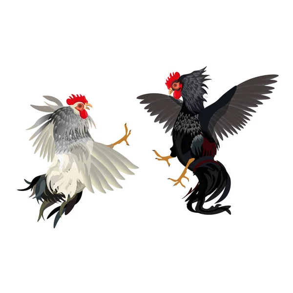 Dos pollas peleando — Archivo Imágenes Vectoriales