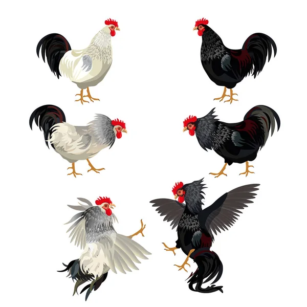 Rooster set vector — Stock Vector