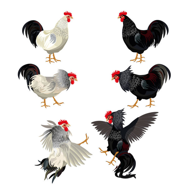 Rooster set vector