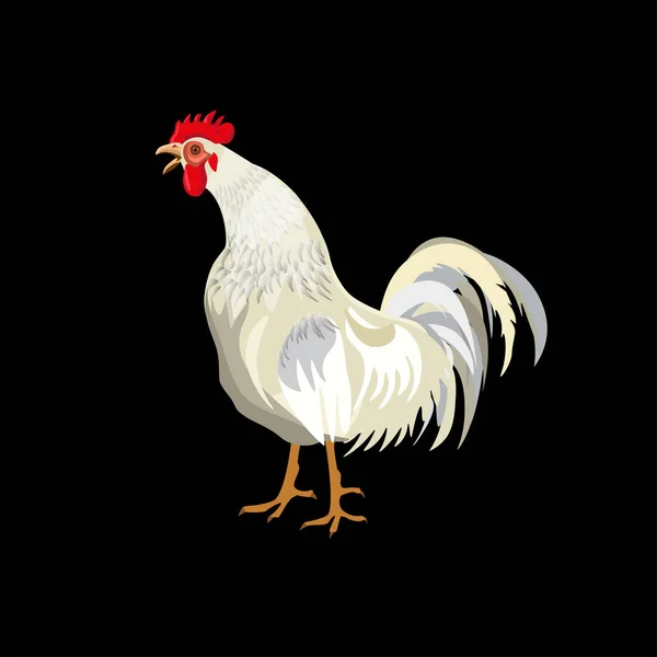 White rooster crowing — Stock Vector