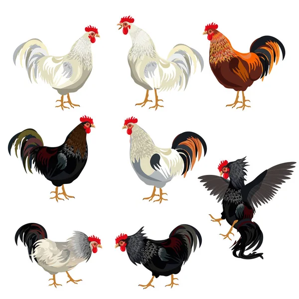 Rooster set vector — Stock Vector