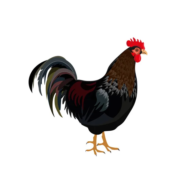 Black cock vector — Stock Vector