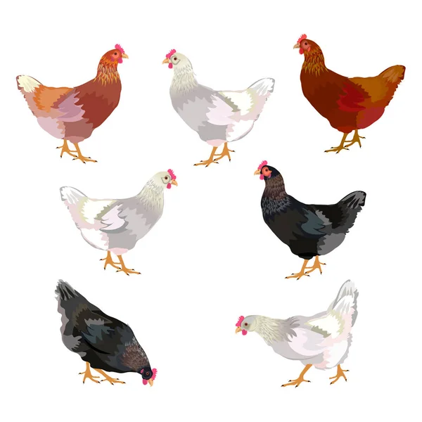 Vector conjunto de pollo — Vector de stock