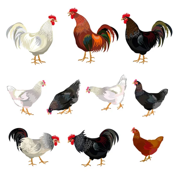 Chicken set vector — Stock Vector