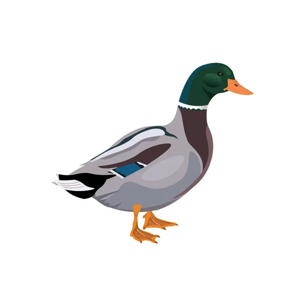 Mannelijke mallard duck — Stockvector