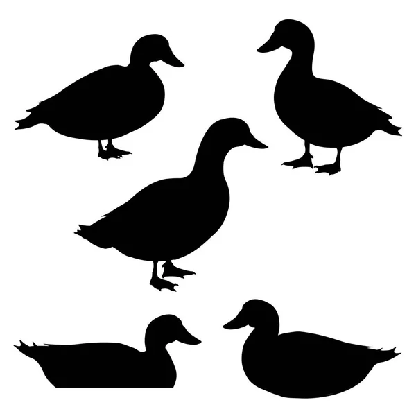 Ensemble de silhouettes de canard — Image vectorielle