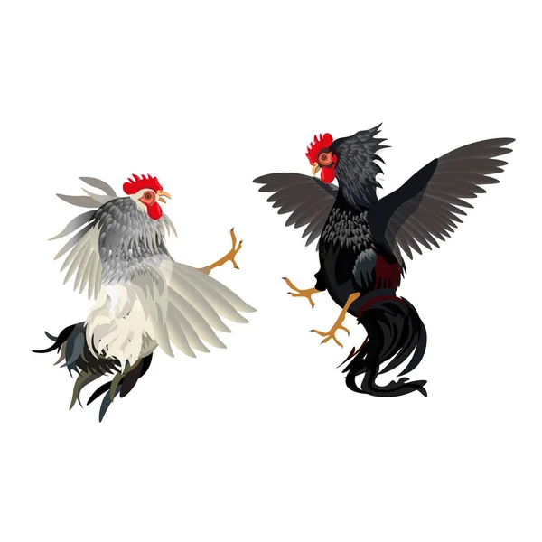 Sabong Vector Art Stock Images Depositphotos