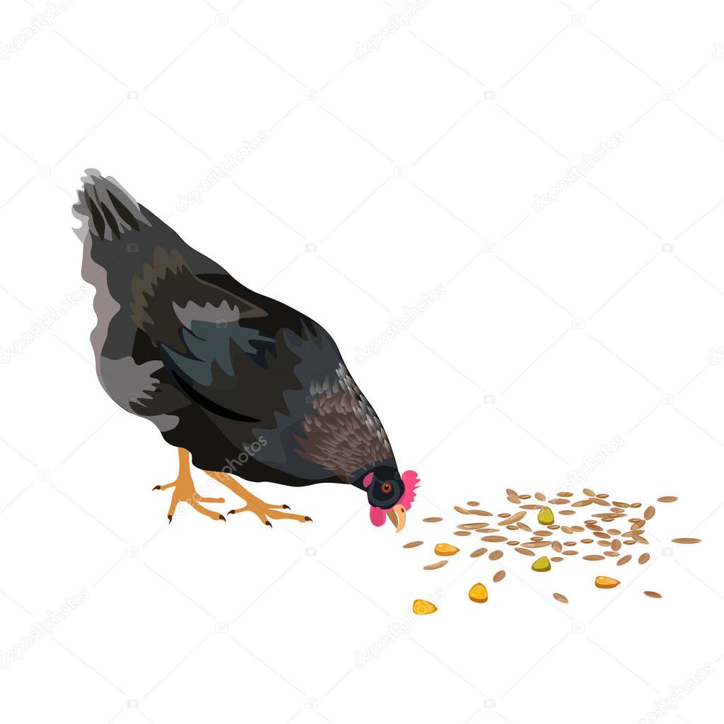 Chicken pecking grain