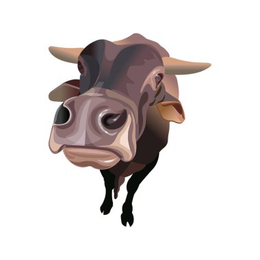 Sığır geniş açılı görünüş