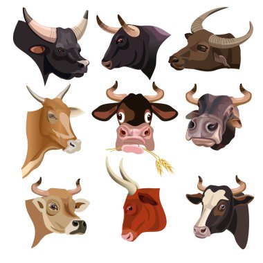 Cow heads set clipart