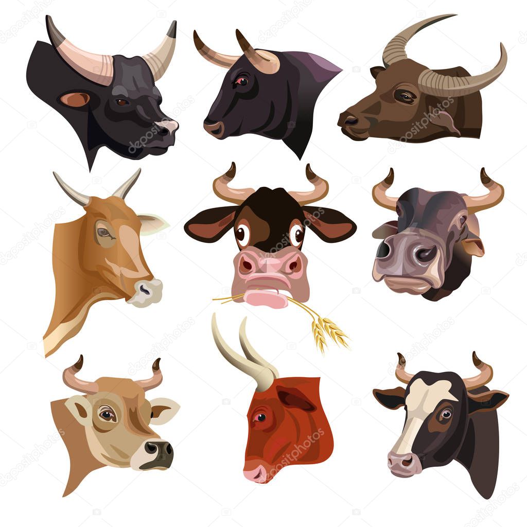 Cow heads set