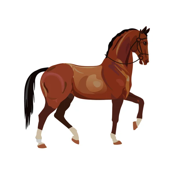 Caballo con un pie delantero elevado — Vector de stock