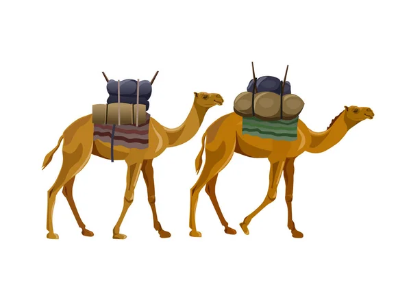 Två kameler promenader med Last — Stock vektor