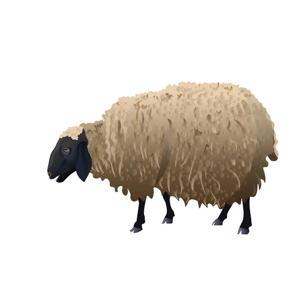 Owce z czarna głowa — Wektor stockowy