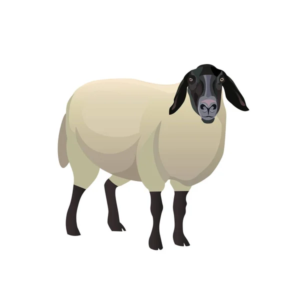 Sheep with black head — Stock Vector