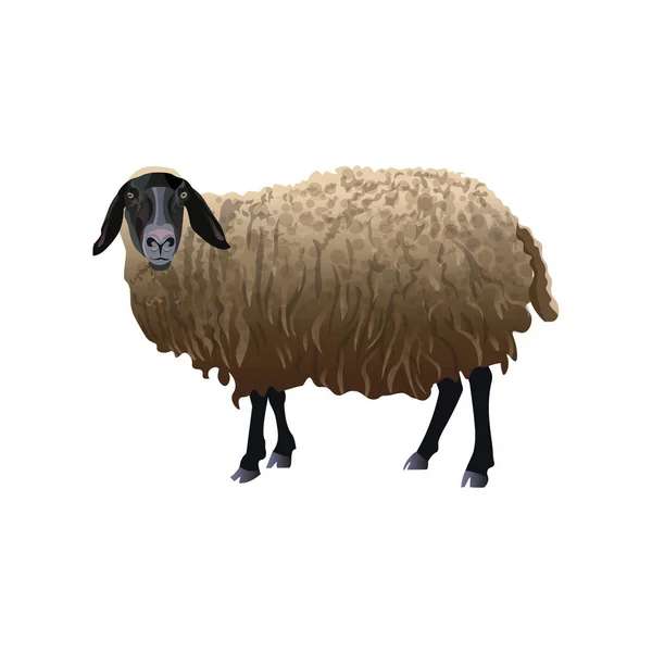 Schaf mit schwarzem Kopf — Stockvektor